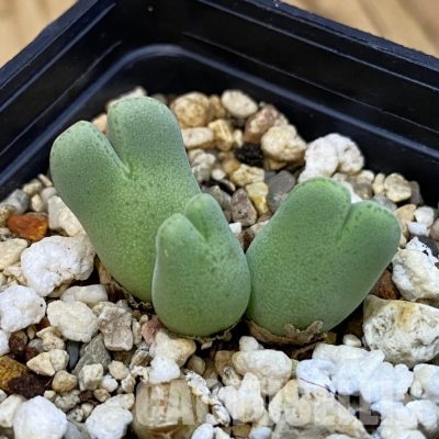 SH34237 Conophytum blandum BH 21967