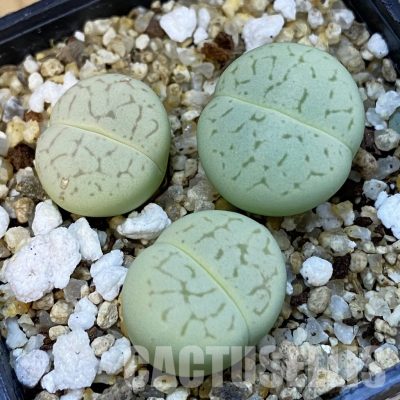 SH34238 Dinteranthus vanzylii 'Emerald'