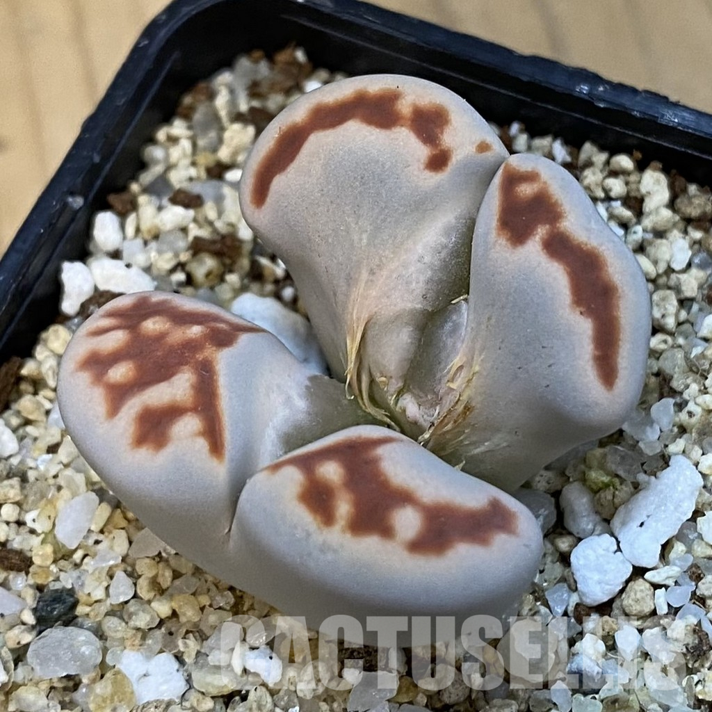 SH34241 Lithops karasmontana v. lateritia f. monstrosa - Image 2