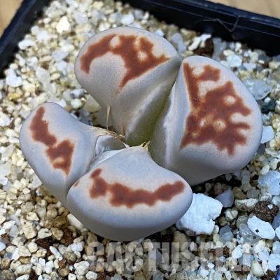 SH34241 Lithops karasmontana v. lateritia f. monstrosa