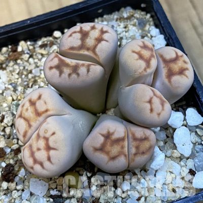 SH34243 Lithops karasmontana f. monstrosa