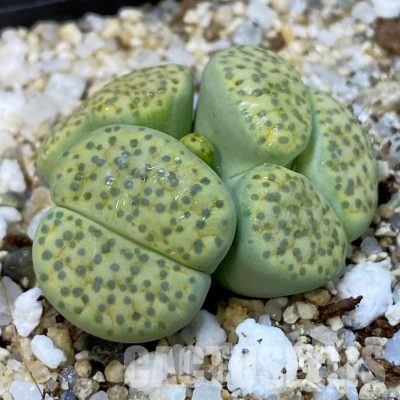 SH34245 Lithops fulviceps v. aurea f. monstrosa