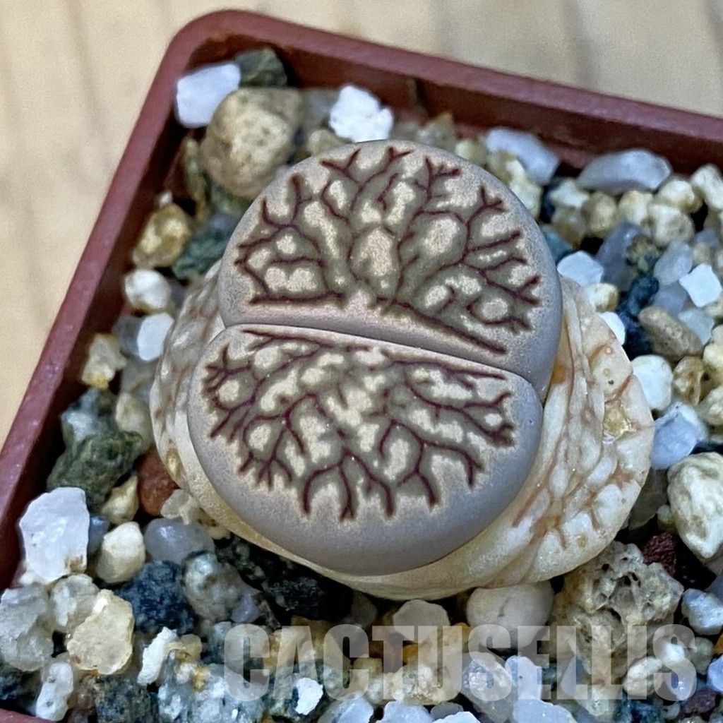 SH34248 Lithops julii 'Kikushogiyoku' hybrid