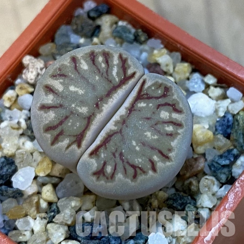 SH34249 Lithops julii 'Kikushogiyoku' hybrid