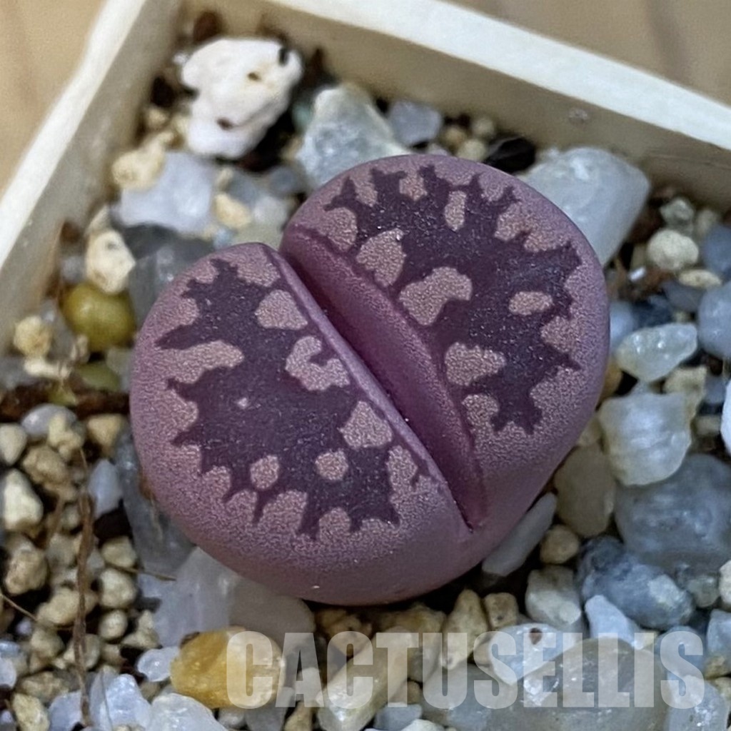 SH34255 Lithops otzeniana 'Cesky Granat'