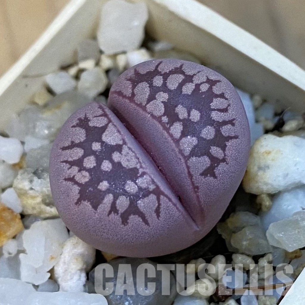 SH34256 Lithops otzeniana 'Cesky Granat'