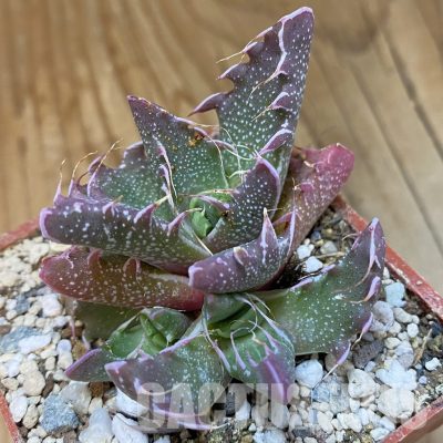 SH34202 Faucaria felina SH 2388