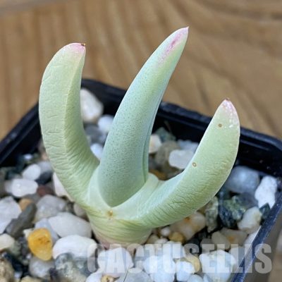SH34197 Cheiridopsis candidissima, grafted, 30 years old