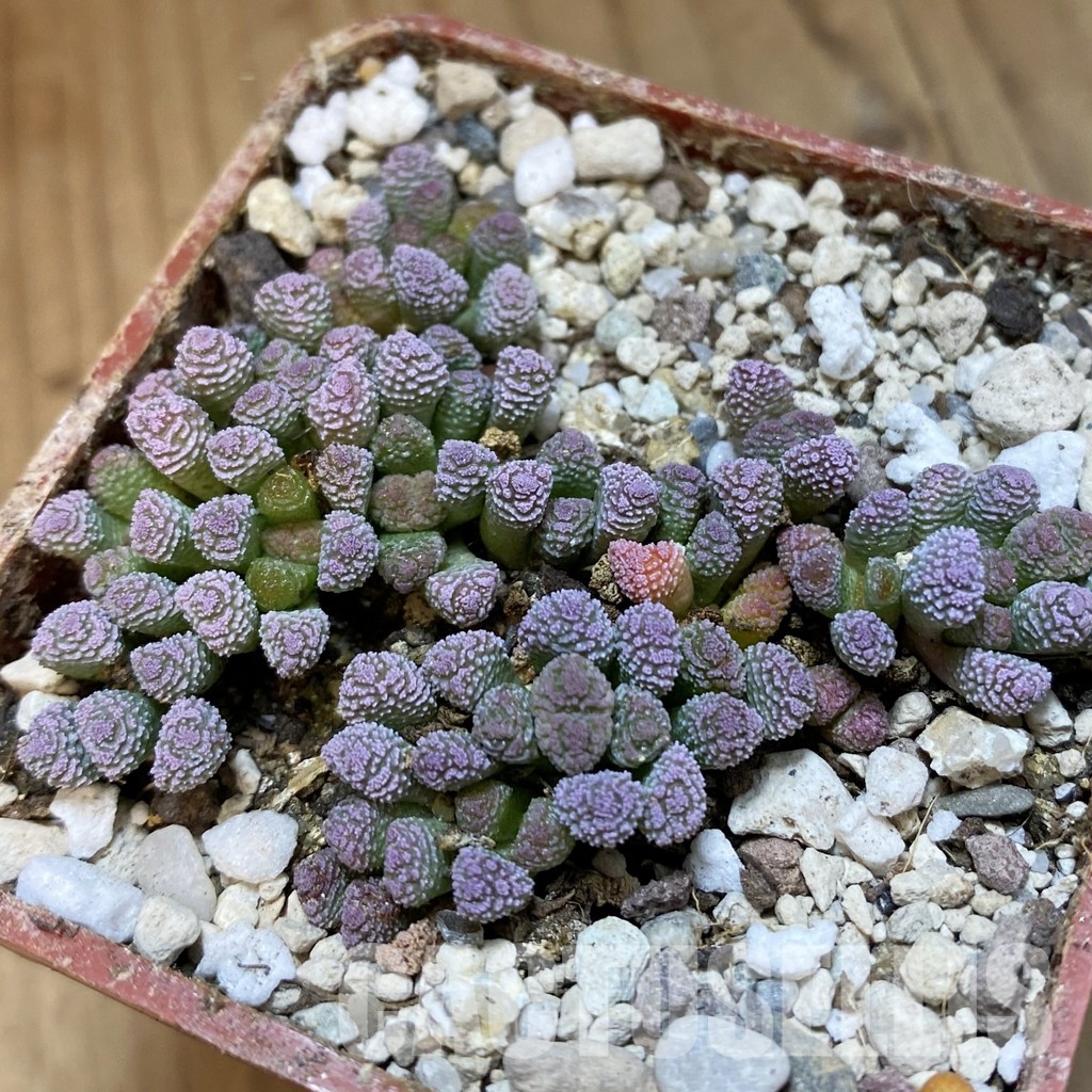 SH34206 Neohenricia sibbettii -Oorlogspoort-