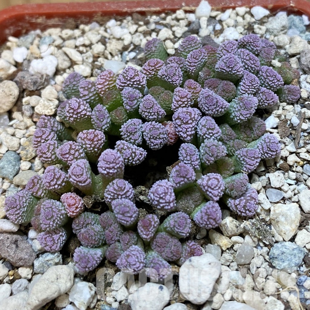 SH34207 Neohenricia sibbettii -Oorlogspoort-