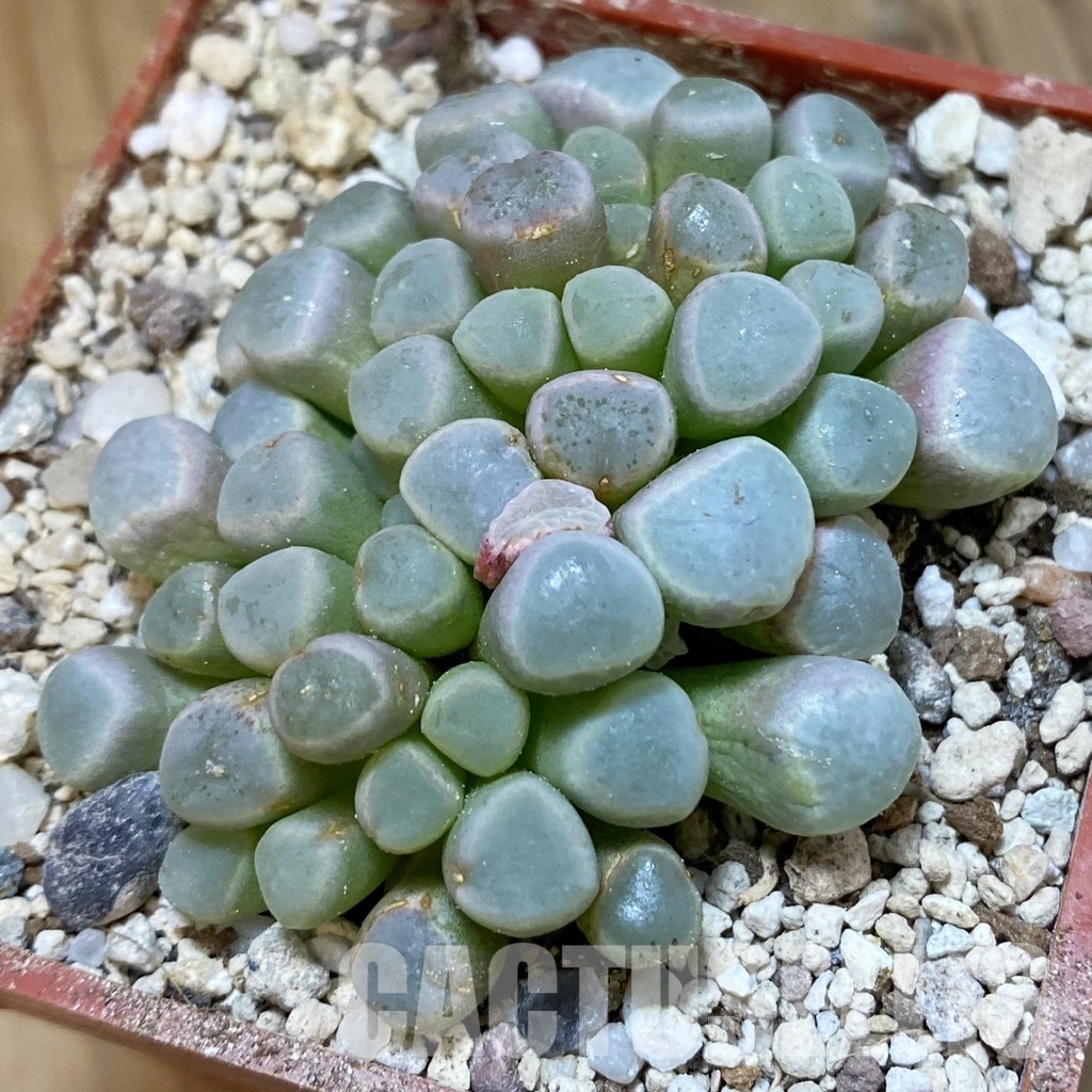 SH34210 Fenestraria aurantiaca -Port Nolloth-