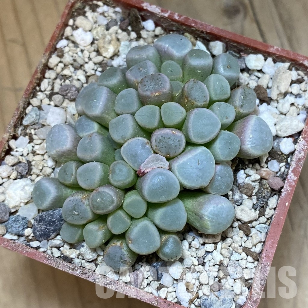 SH34210 Fenestraria aurantiaca -Port Nolloth- - Image 2