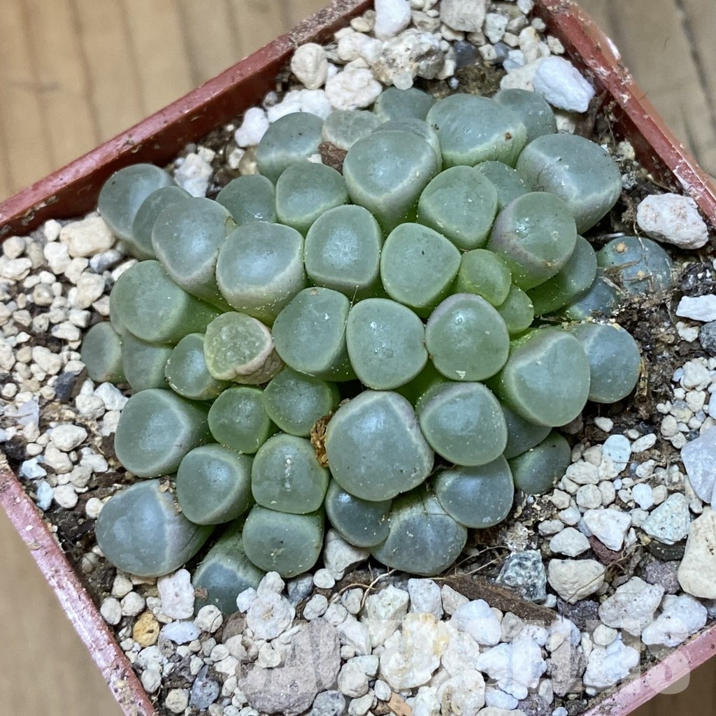 SH34211 Fenestraria aurantiaca PV 611 -Alexander Bay- - Image 2