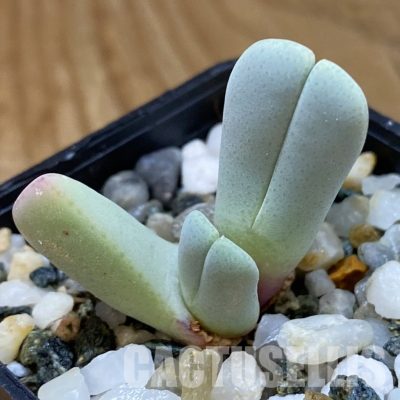 SH34198 Cheiridopsis derenbergiana PV 436