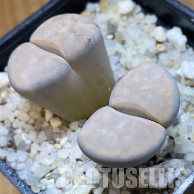 SH34216 Lithops karasmontana v. opalina