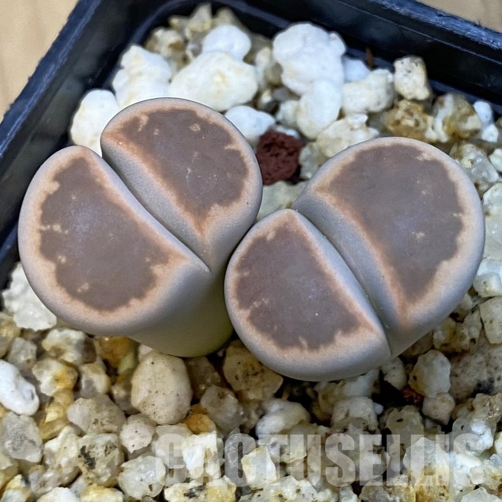 SH34219 Lithops karasmontana ssp. bella ‘Ironstone’