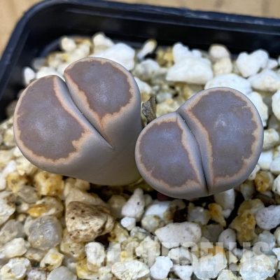 SH34220 Lithops karasmontana ssp. bella ‘Ironstone’