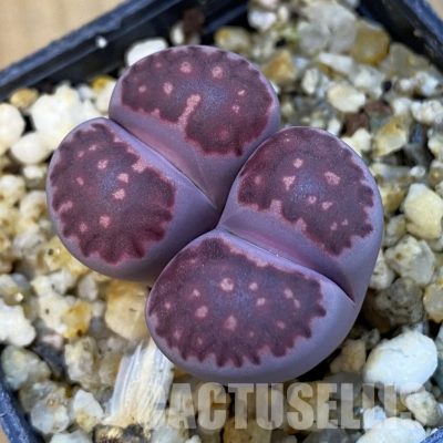 SH34229 Lithops salicola ‘Sato’s Violet’ hybrid