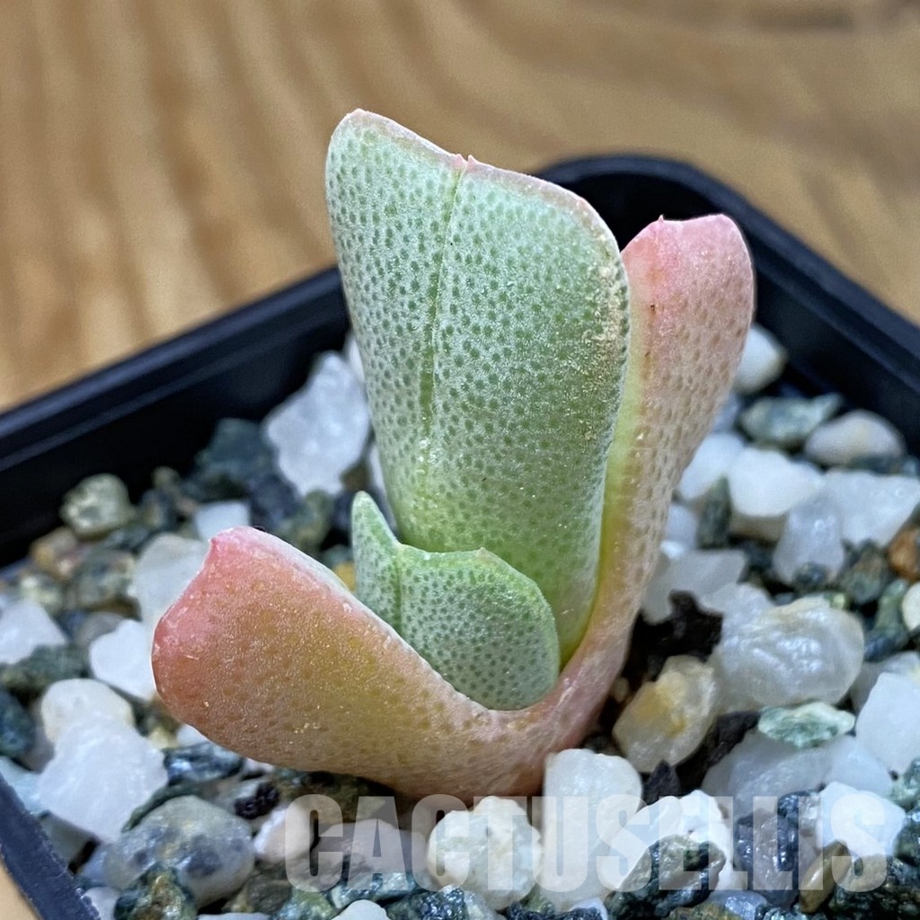 SH34199 Cheiridopsis albirosea SB 722