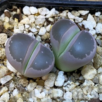 SH34233 Lithops olivacea