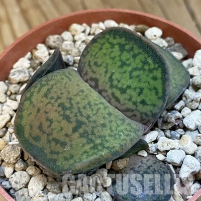 SH34317 Gasteria brachyphylla v. bayeri