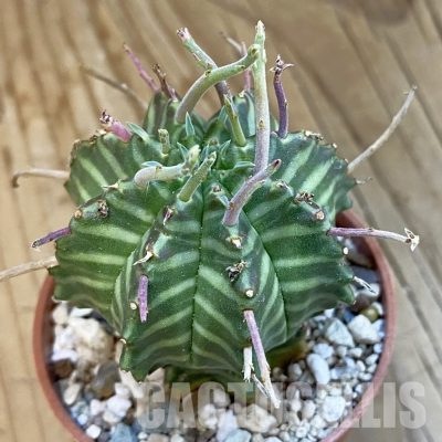 SH34321 Euphorbia valida