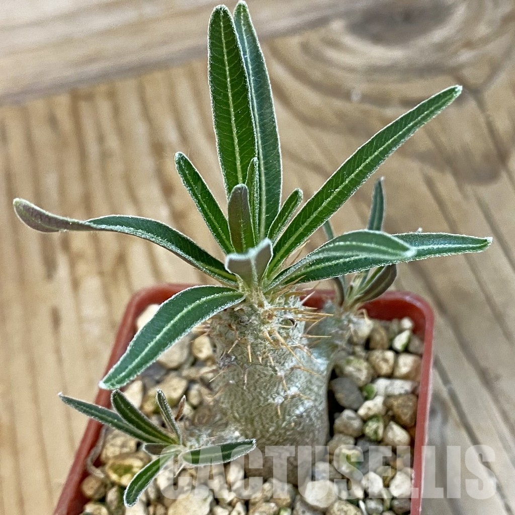 SH34323 Pachypodium rosulatum ssp. gracilius PV1823