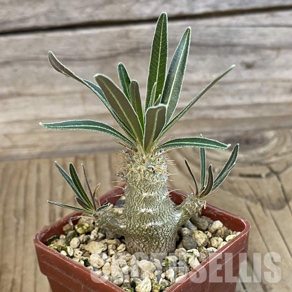 SH34323 Pachypodium rosulatum ssp. gracilius PV1823 - Image 2