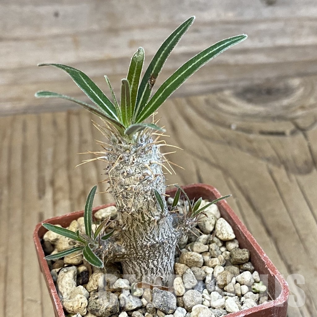 SH34324 Pachypodium rosulatum ssp. gracilius PV1823 - Image 2