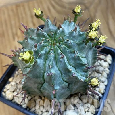 SH34325 Euphorbia horrida -Japan-