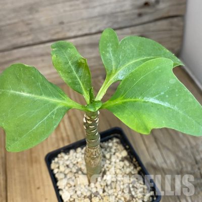 SH34329 Euphorbia aff. goetzei