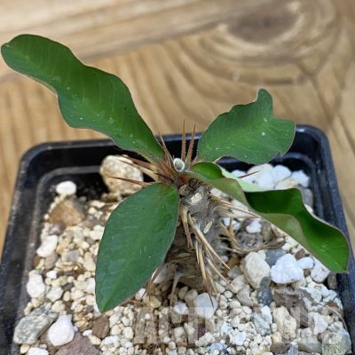 SH34330 Euphorbia croizatii