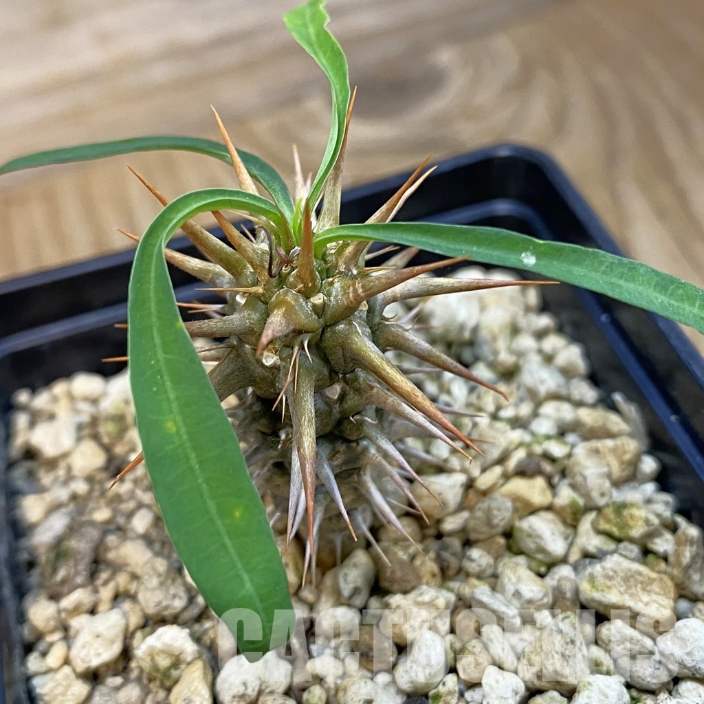 SH34331 Euphorbia croizatii