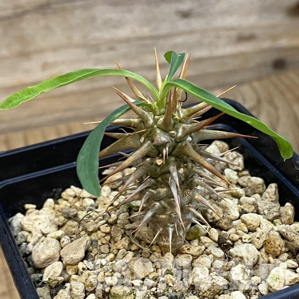 SH34331 Euphorbia croizatii - Image 2