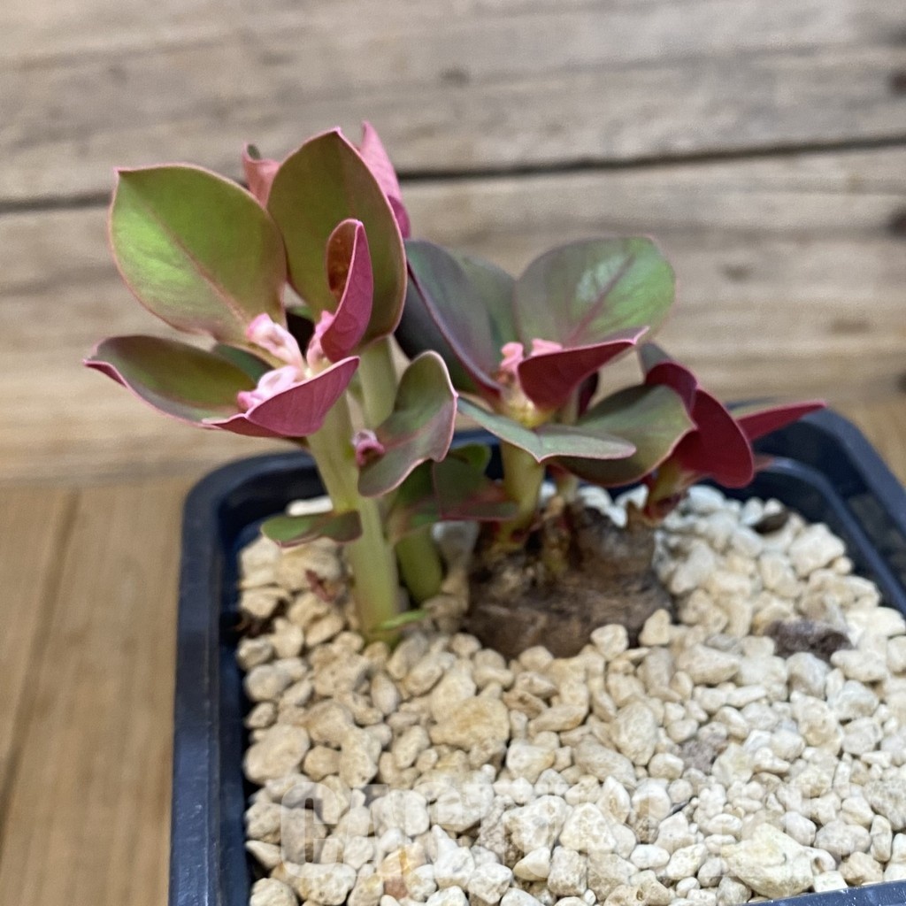 SH34333 Monadenium globosum ES 20369 - Image 2