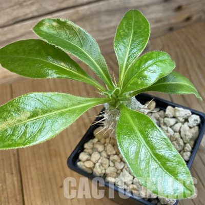 SH34335 Pachypodium saundersii