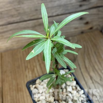 SH34336 Fouquieria purpusii