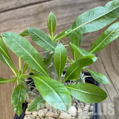 SH34341 Pachypodium horombense