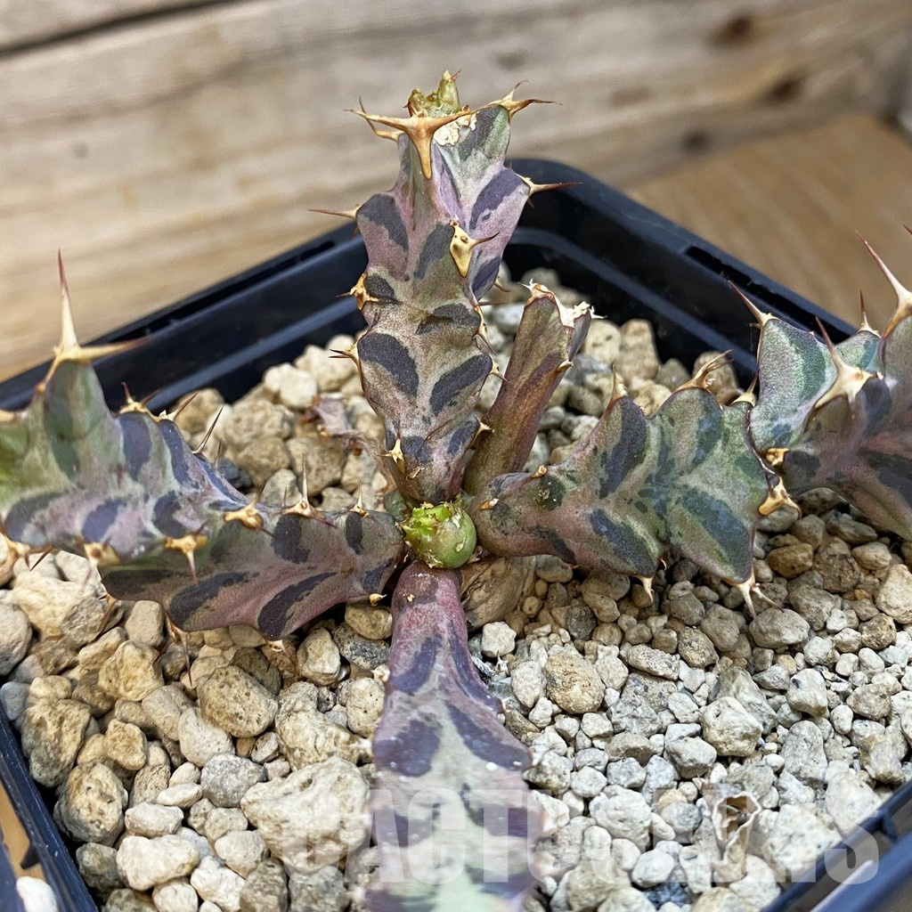 SH34346 Euphorbia tortirama