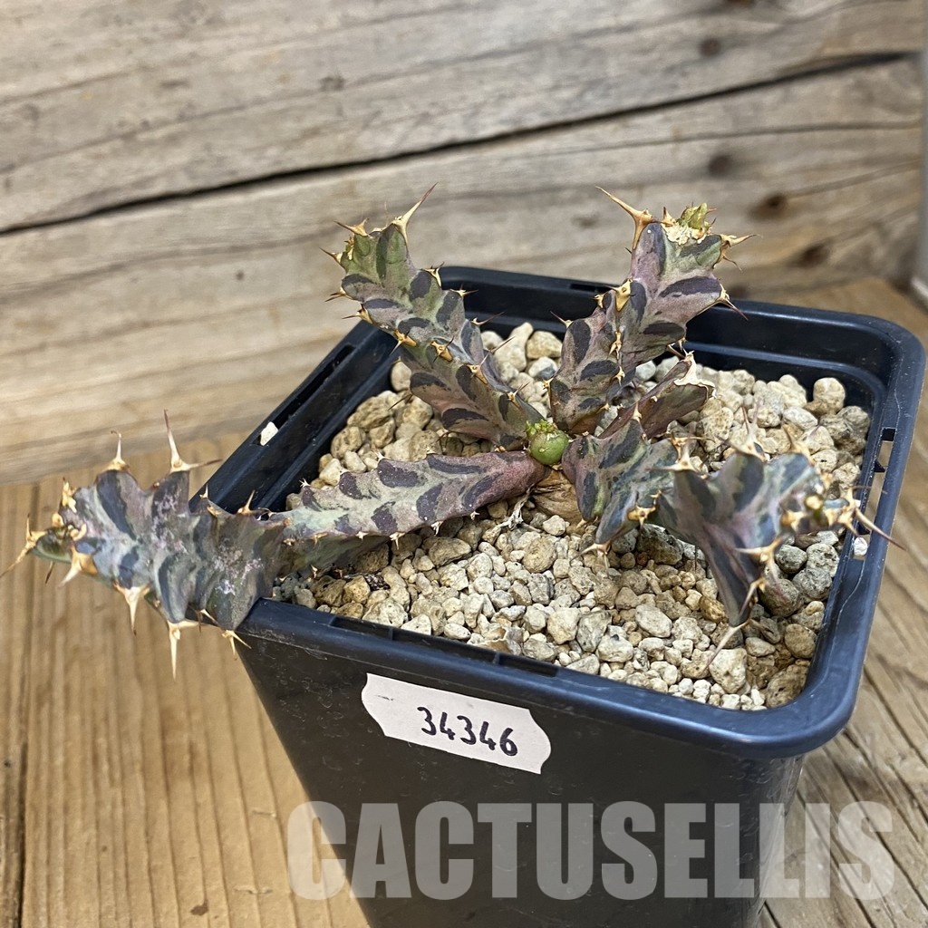 SH34346 Euphorbia tortirama - Image 2