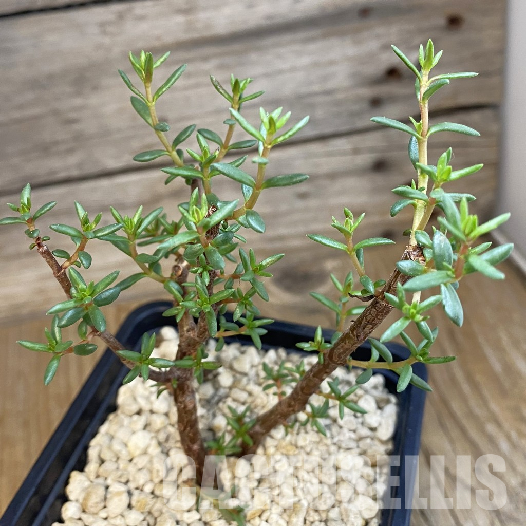 SH34347 Crassula sarcocaulis ssp. rupicola