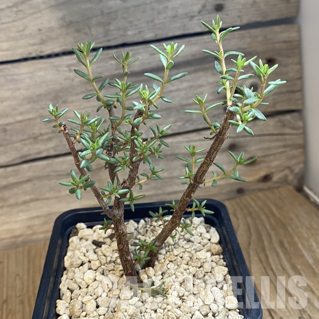 SH34347 Crassula sarcocaulis ssp. rupicola - Image 2
