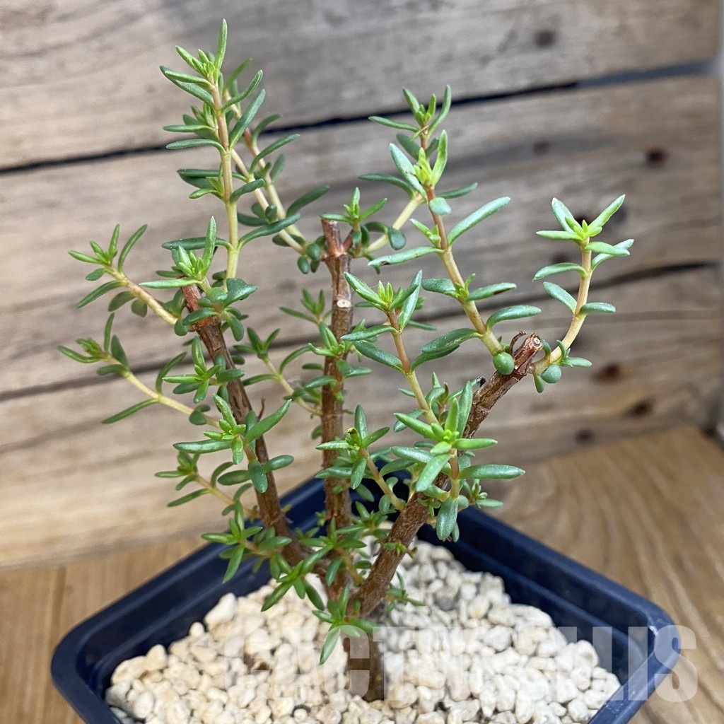 SH34348 Crassula sarcocaulis ssp. rupicola