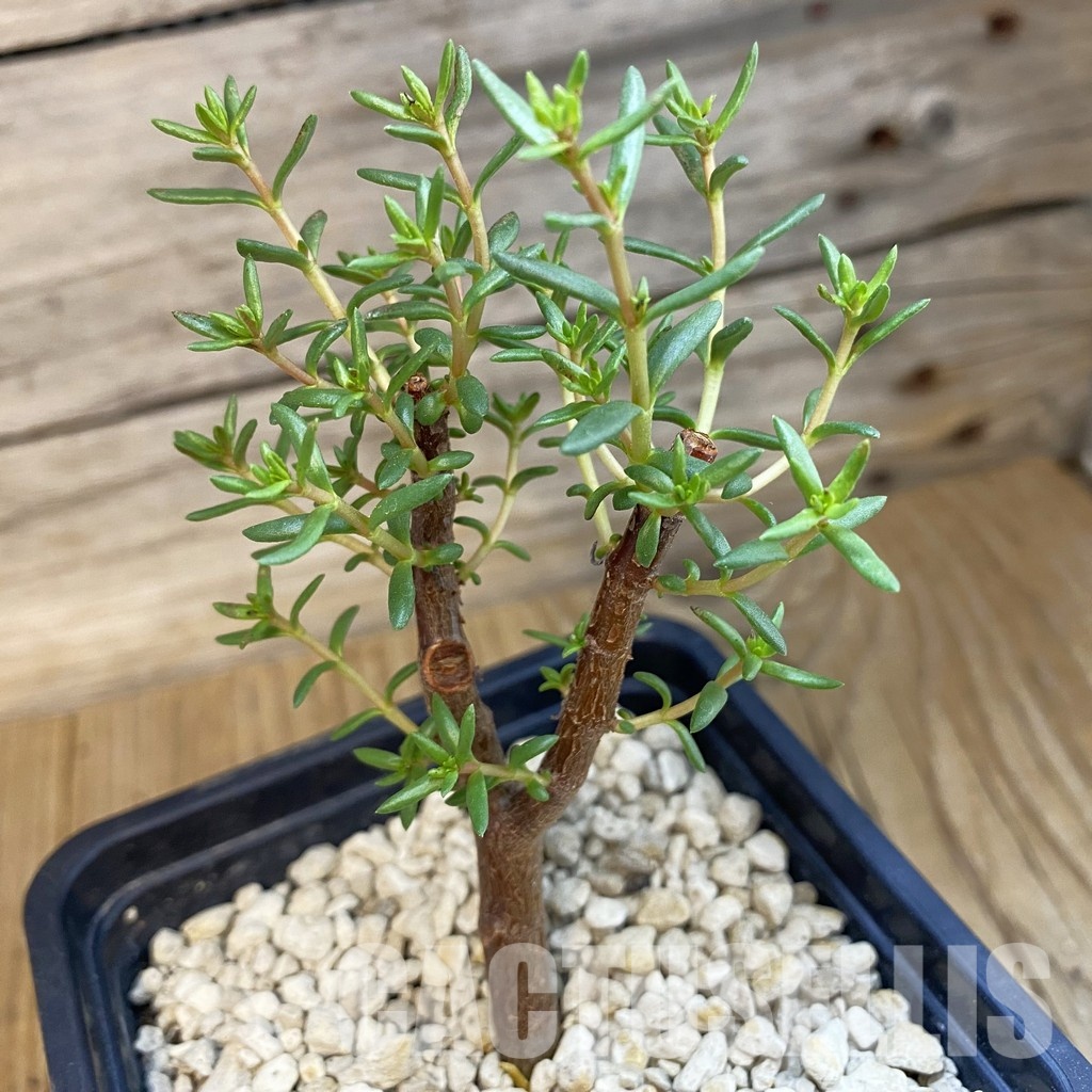 SH34349 Crassula sarcocaulis ssp. rupicola