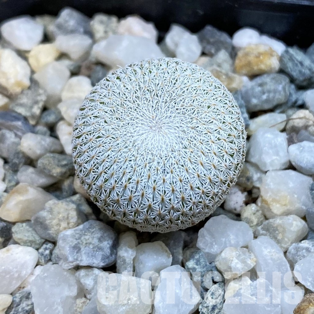 SH34290 Epithelantha bokei v. unguispina VM 418