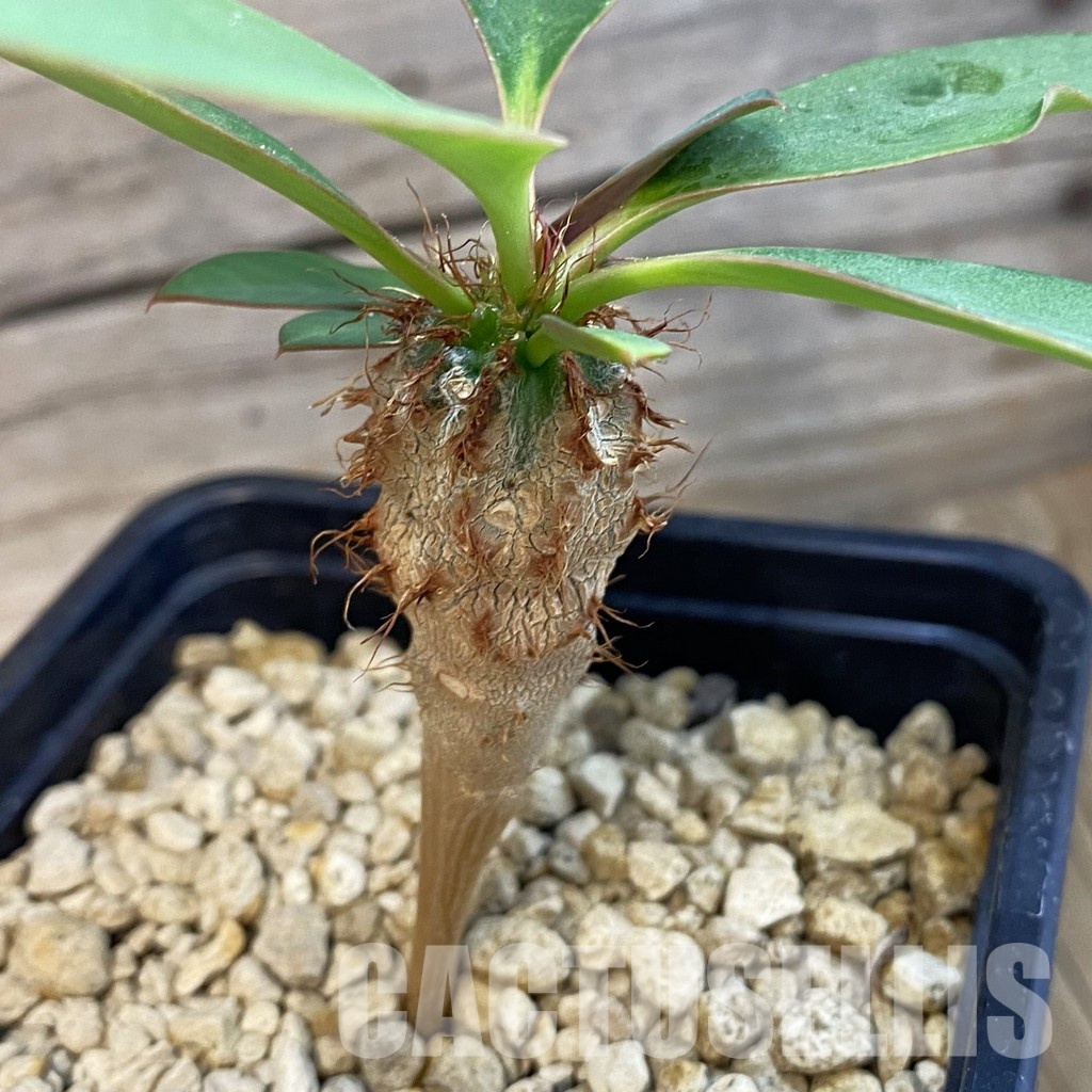 SH34353 Euphorbia capmanambatoensis PV2071