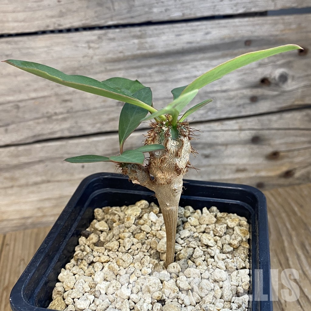 SH34353 Euphorbia capmanambatoensis PV2071 - Image 3