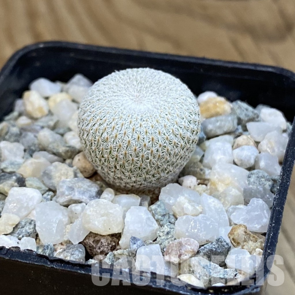 SH34290 Epithelantha bokei v. unguispina VM 418 - Image 2