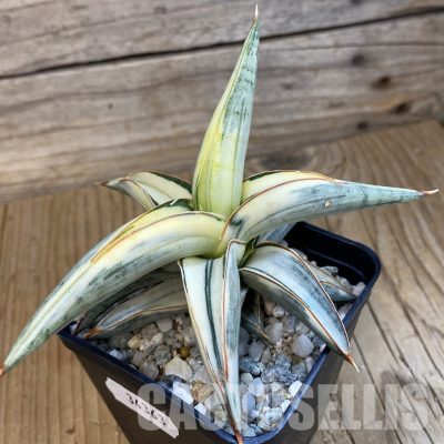 SH34363 Sansevieria ‘Blue Clone’ f. variegata