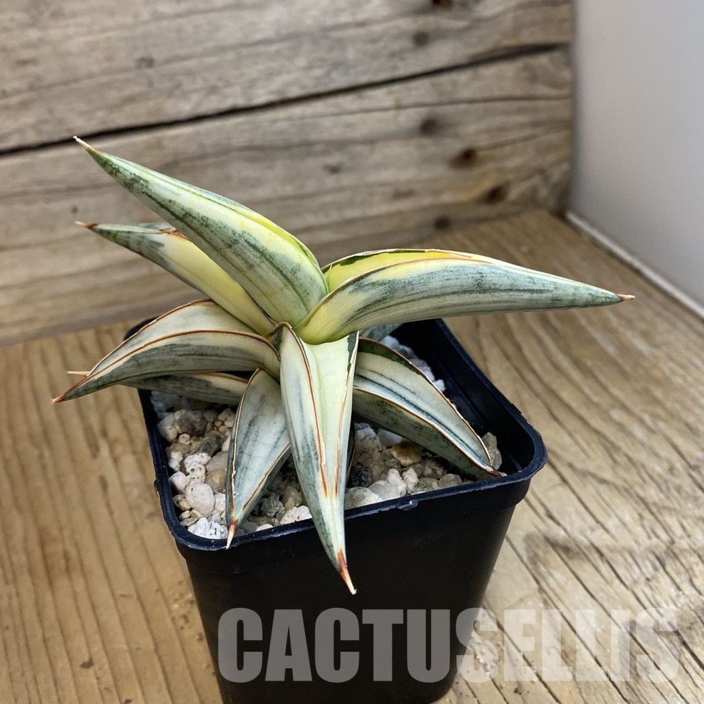 SH34363 Sansevieria ‘Blue Clone’ f. variegata - Image 2